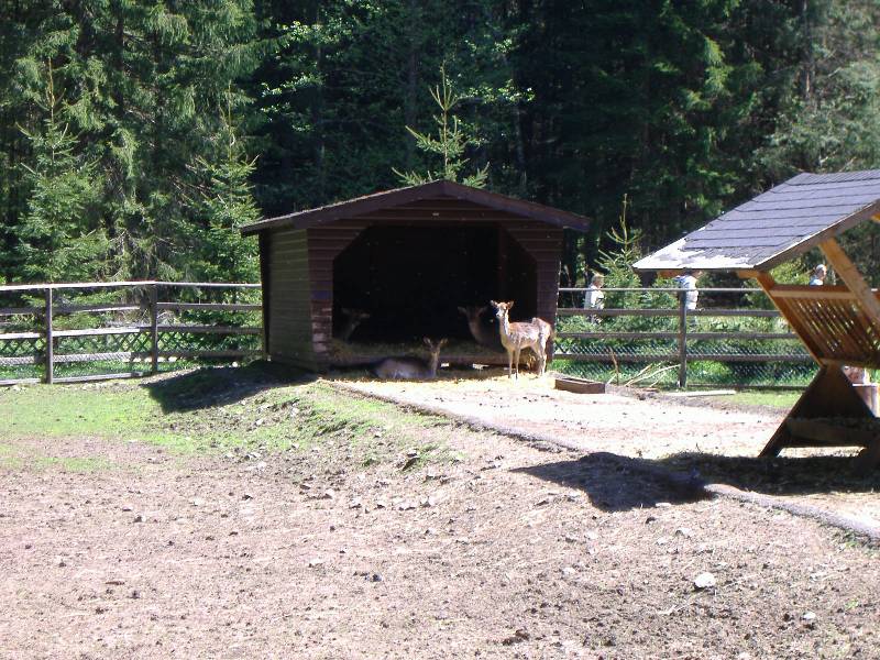 Parkhotel Adler Hinterzarten (15) 
